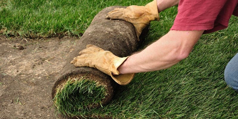 Sod roll installation Sod roll installation