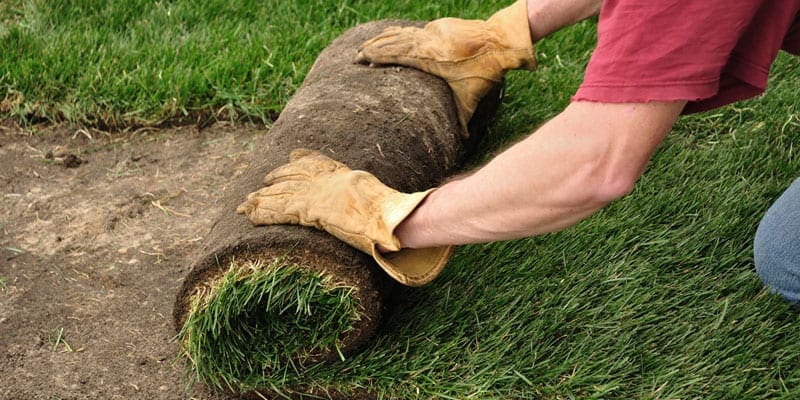 Sod roll installation